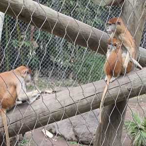 patas monkeys guadalajara zoo