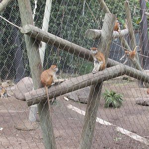 patas monkeys exhibit guadalajara zoo