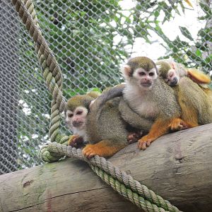 squirrel monkeys guadalajara zoo