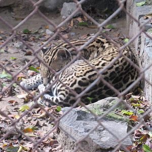 mexican ocelot guadalajara zoo