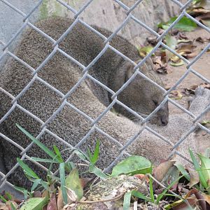 jaguarundi guadalajara zoo