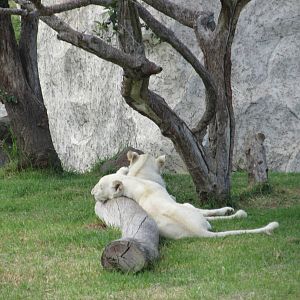 white lions guadalajara zoo