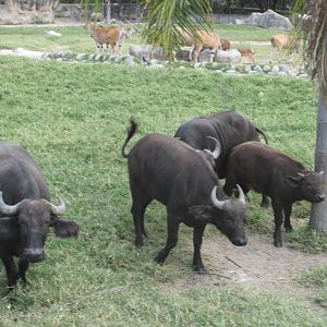 cape buffalo guadalajara zoo