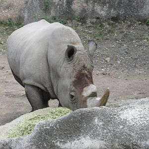 whito rhinoceros axel guadalajara zoo