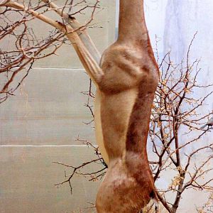 Gerenuk; Bonn Zoology Museum (African Diorama); 10th September 2014
