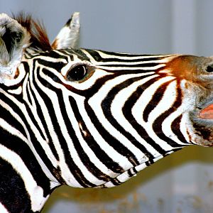 Plains zebra; Bonn Zoology Museum (African Diorama); 10th September 2014