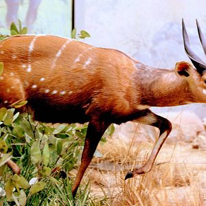 Bushbuck; Bonn Zoology Museum (African Diorama); 10th September 2014