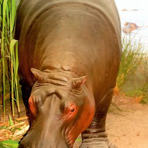 Hippopotamus; Bonn Zoology Museum; 10th September 2014