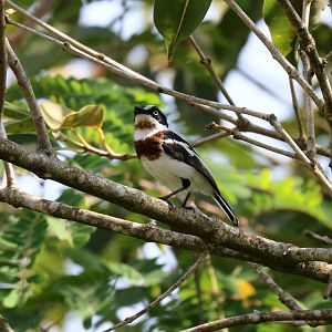 Chinspot Batis
