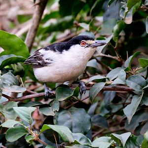 Black-backed Puffback