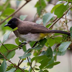Common Bulbul
