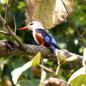 Grey-headed Kingfisher