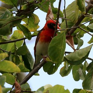 Red-headed Weaver