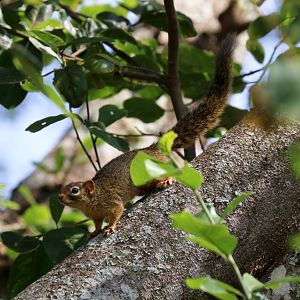 Ochre Bush Squirrel