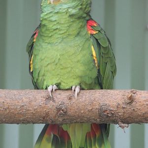 Yellow-headed amazon