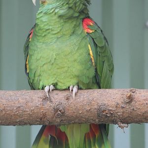 Yellow-headed amazon