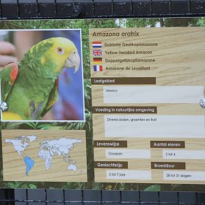 Sign Yellow-heaed amazon