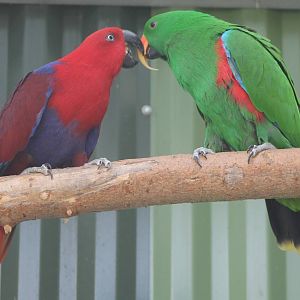 Pair of Electus parrots