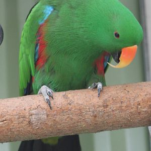 Electus parrot male