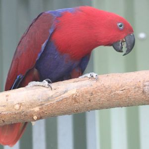 Electus parrot female