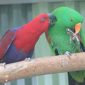 Pair of Electus parrots