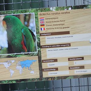 Sign Electus parrot