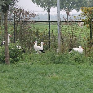 White storks
