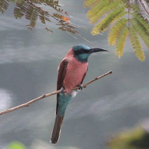Carmine bee-eater