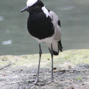 Blacksmith plover