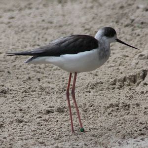 Black-winged stilt