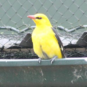 Golden oriole male