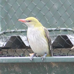 Golden oriole female