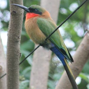 Red-throated bee-eater
