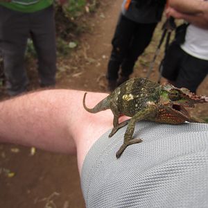 Kilimanjaro Two-horned Chameleon