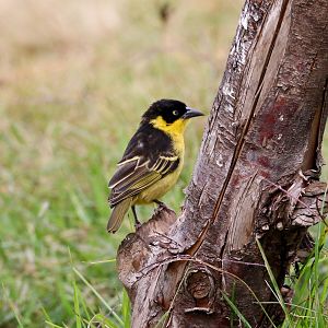 Baglafecht Weaver female
