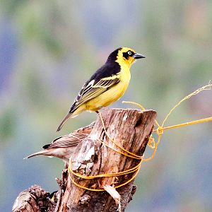 Baglafecht Weaver male