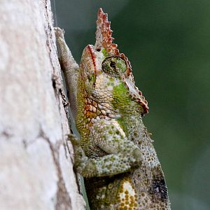 Kilimanjaro Two-horned Chameleon
