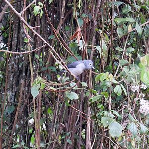 White-eyed Slaty Flycatcher