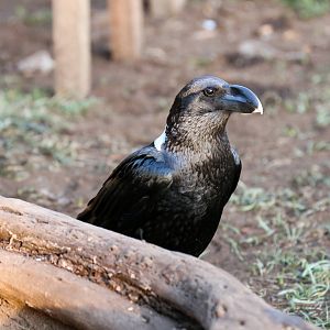 White-necked Raven