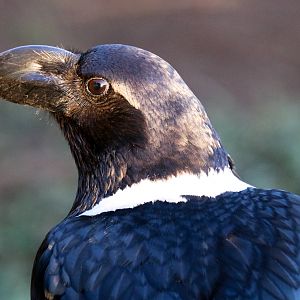 White-necked Raven