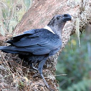 White-necked Raven