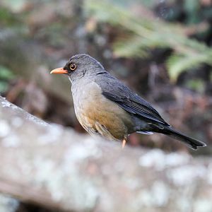 Olive Thrush
