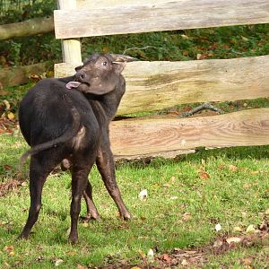 Male Lowland Anoa, November 2014