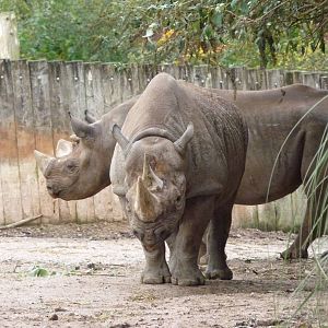 Black Rhinos, 19 November 2014