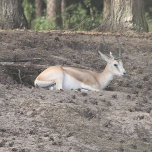 Persian gazelle