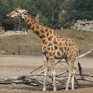 Giraffe