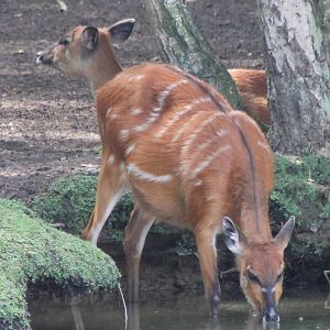 Two-headed sitatounga ?