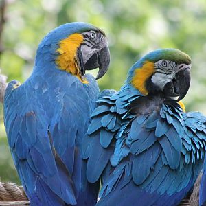 Blue and yellow macaws