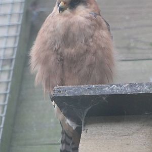 Red-footed falcon female