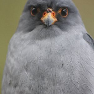 Red-footed falcon male